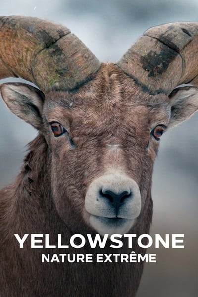 yellowstone-nature-extrme-saison-1