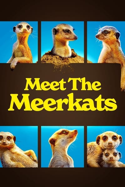 Le Gang des Suricates Saison 1